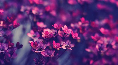 4k Purple Flowers Wallpapers - Wallpaper Cave