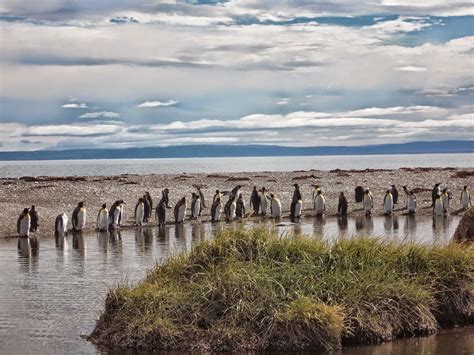 Los Pingüinos Natural Monument (Punta Arenas - Chile) | Punta arenas ...