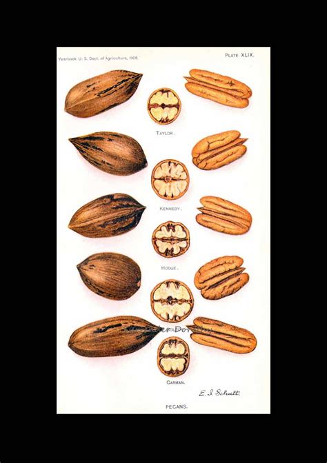 Pecan Varieties 1908 USDA Field Trial Botanical Illustrati… | Flickr