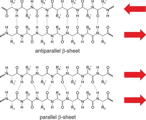 Beta Pleated Sheet Parallel Vs Antiparallel