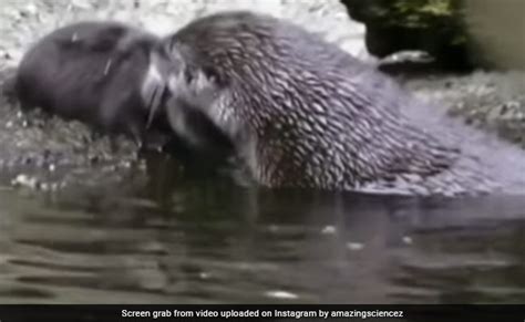 Mother Otter Teaches Its Baby Swimming, Internet Amazed - Internet Starters