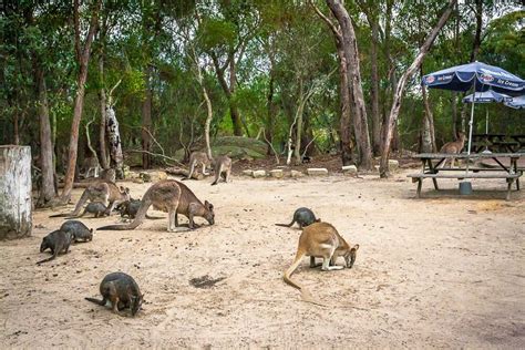 The Australia Walkabout Wildlife Park on Central Coast - iCentralCoast