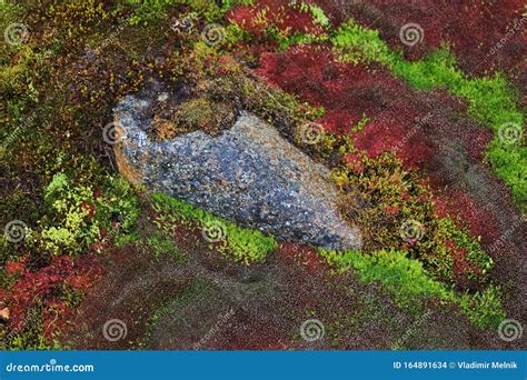 Arctic moss stock photo. Image of texture, ground, landscape - 164891634