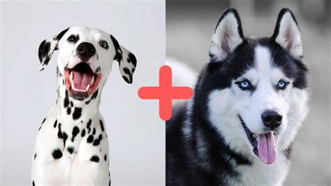 Dalmatian Husky Mix (AKA The Dalusky): Full Breed Guide