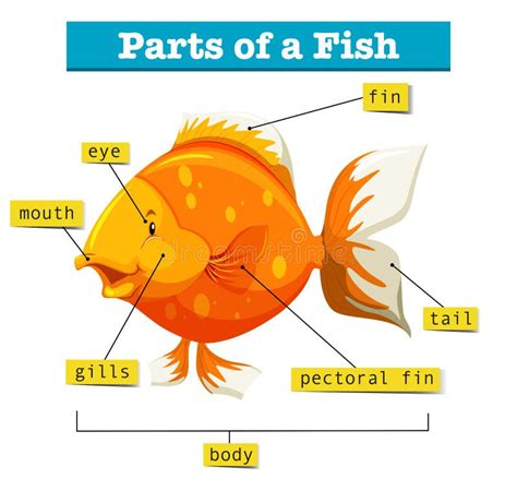 Diagram with parts of fish stock vector. Illustration of mouth - 74400486