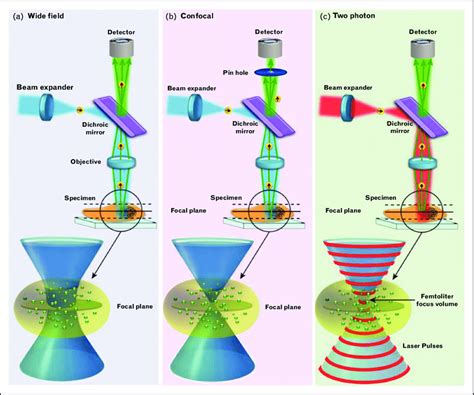 Differences between wide-field, confocal, and multiphoton microscopy ...