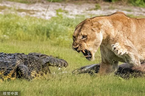 Lion Vs Crocodile