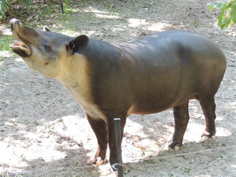 Tapir - Baird's Tapir Info - Photo 2