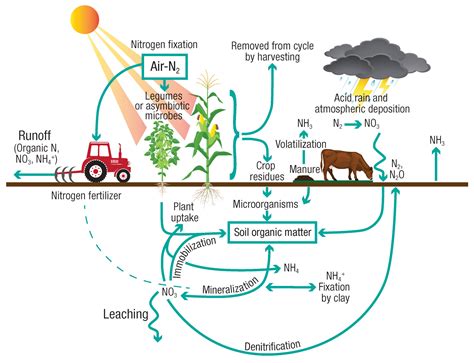 To the Nth degree: Nitrogen mineralization in turfgrass - GCMOnline.com