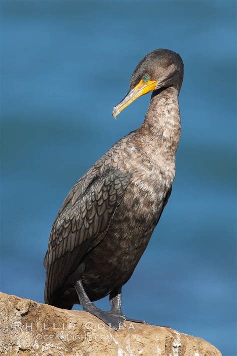 Double-crested cormorant, breeding plumage showing tufts, Phalacrocorax ...