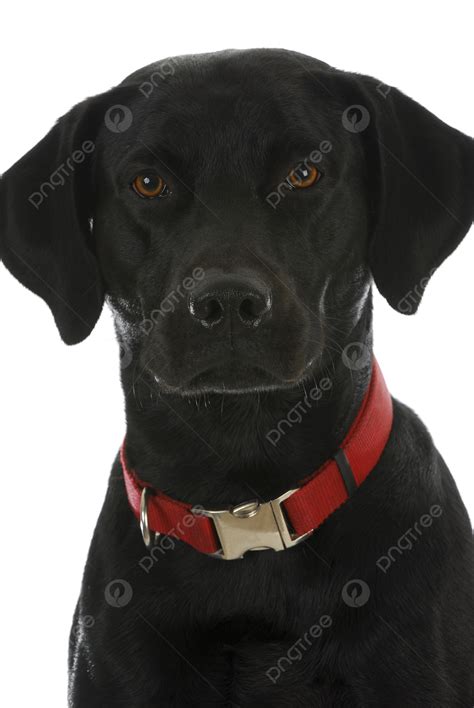 Black Dog Portrait Lab Face Animal Photo Background And Picture For Free Download - Pngtree