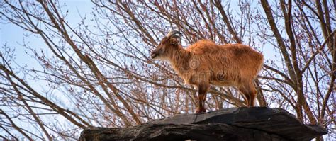 Tahrs are a Species of Large Asian Artiodactyl Ungulates Stock Photo - Image of black, common ...