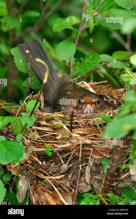 blackbird (Turdus merula), in the nest, Austria Stock Photo - Alamy