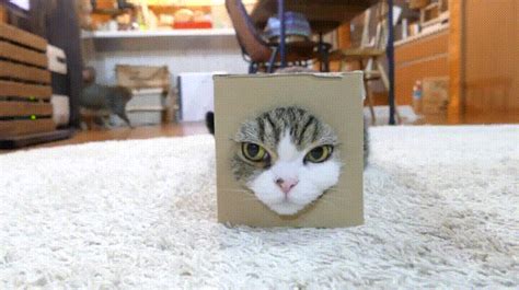 Cat Box GIF - Find & Share on GIPHY