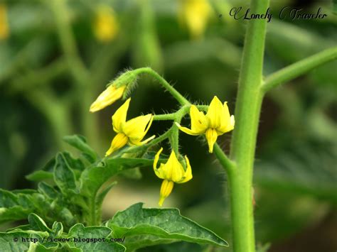 Tomato flower - Solanum lycopersicum