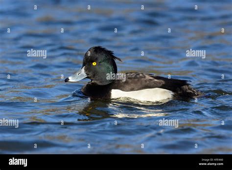 Tufted Duck - Aythya fuligula - male Stock Photo - Alamy