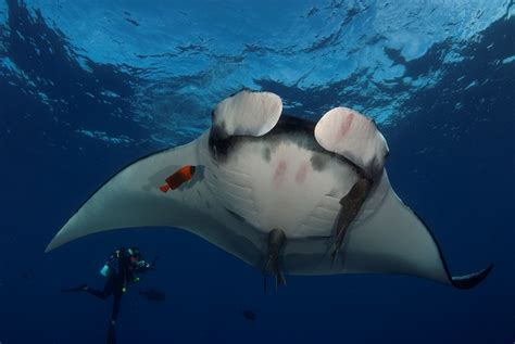 Scientists Track Elusive Giant Manta Rays as Poaching Threats — Oceans ...