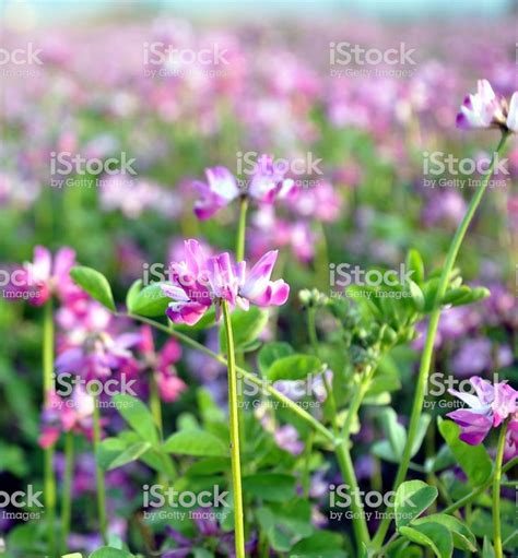 Close up of alfalfa flowers in a field | Flowers, Stock images free ...