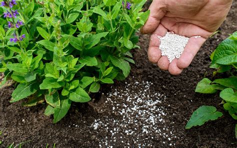 How to Use Fertilizer for Plants According to Experts