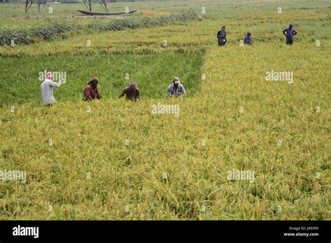 Dhaka, Bangladesh. 10th May, 2017. Bangladeshi farmers cutting and ...