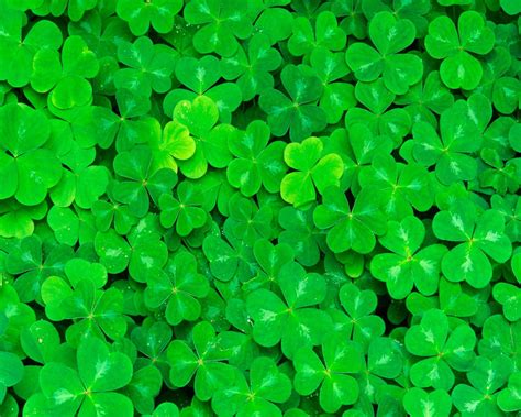 Shamrock Wallpapers - Wallpaper Cave