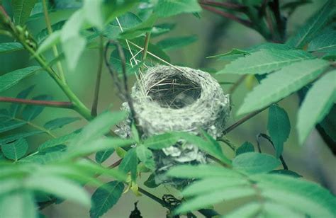 David's Photo Gallery NESTS M-Z / Yellow Warbler nest.jpg