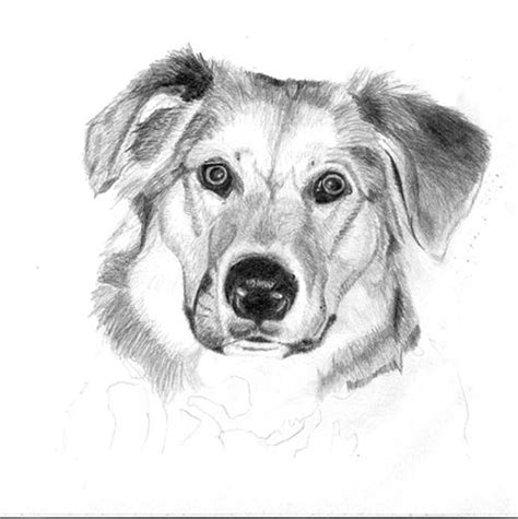 C._Sheeter: Drawing a Dog in Graphite (2 of 2)