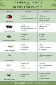 insect-identification-chart | Insects | Garden insects, Garden pests ...