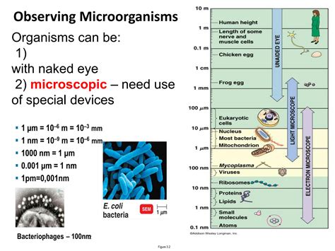 SOLUTION: microscope and gram staining - Studypool