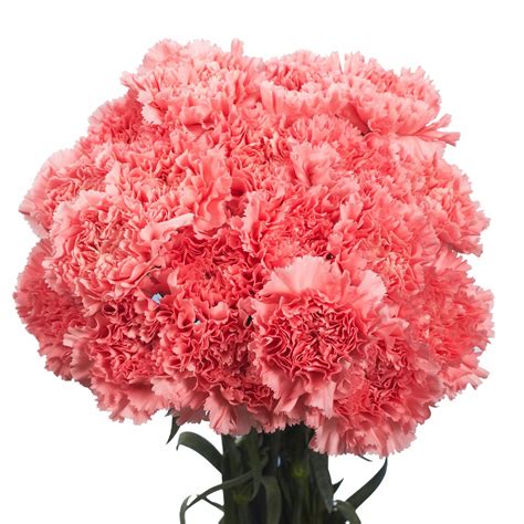 Carnation Bouquet