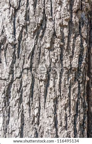 Close Up Bark Black Walnut Tree Stock Photo (Royalty Free) 116495134 - Shutterstock