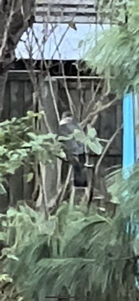 Can anyone ID this bird of prey in the garden? | Mumsnet