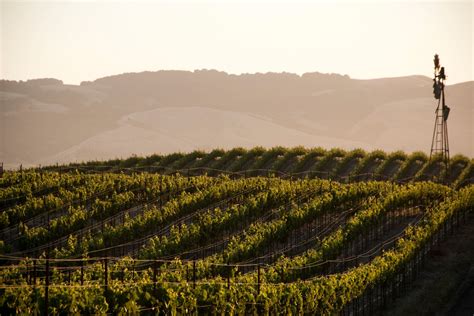 The 12 Best California Red Wines of 2020 | Wine Enthusiast