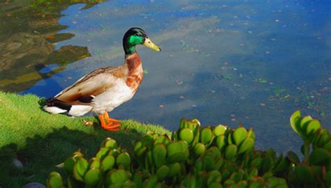 The Components of an Aquatic Ecosystem | Animals - mom.me