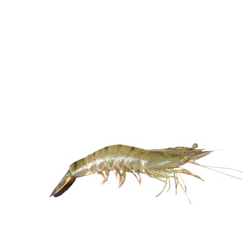 Prawns PNG Images - Transparent HD Photo Clipart