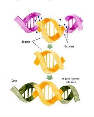 Designer Babies: Gene Splicing: Simplified