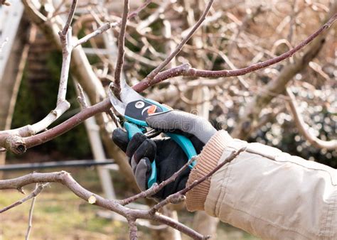 Closeup of Spring Pruning of Fruit Trees Stock Photo - Image of pruner, sharp: 143695262