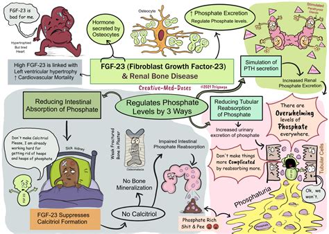 FGF-23 in chronic kidney disease - Creative Med Doses