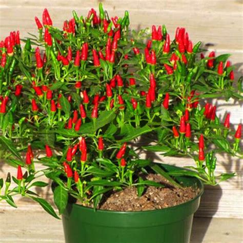 Thai Sun Hot Pepper Capsicum Annuum Ornamental Chili Seeds — Jack Seeds