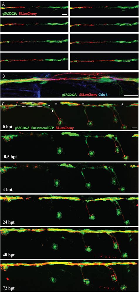 Regenerating axons followed Schwann cell processes. (A) Frames captured ...