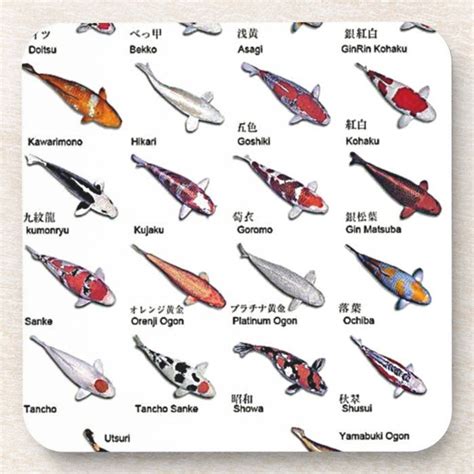 Colorful Varieties of Koi Fish Drawing Pattern Drink Coaster | Zazzle | Koi fish colors, Koi ...