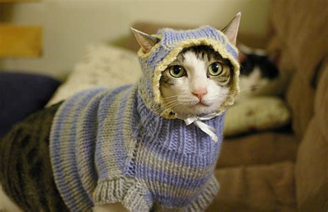 Feline Underground: get a load of these sweater kittens