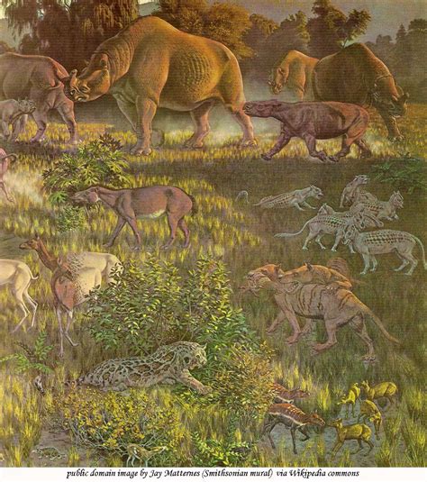 From The Cenozoic Era Animals And Plants