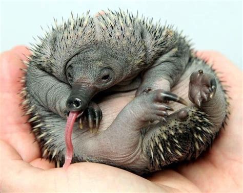 The 15 Cutest Living Fossils | Echidna, Unusual animals, Echidna puggle