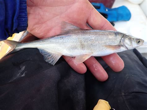 Field Notes: Young Bonytail Found in Lake Powell - Colorado River ...