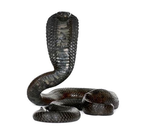 Egyptian cobra – Cleopatra's snake | DinoAnimals.com