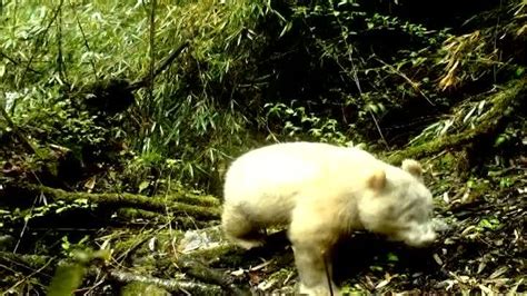 Rare albino panda caught on camera - WISH-TV | Indianapolis News ...