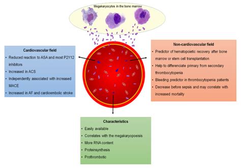 JCM | Free Full-Text | Reticulated Platelets in Medicine: Current ...