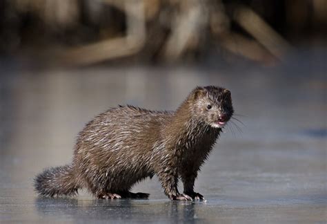 Species Information - Nevada Wildlife