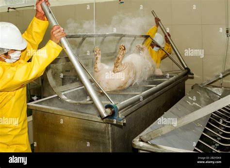 Workers Removing A Pig Carcass From Scalding Tub Using Human Power ...